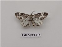 藏品(尺蛾114)的圖片